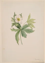 Anemoon kanadensis