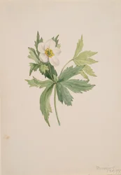 Anemone canadensis, 1907