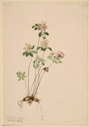 Anemonella (Syndesmon thalictroides)