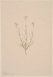 Arenaria formosa, 1904