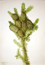 Balsemspar (Albies fraseri)