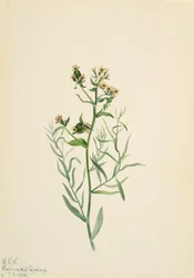 Bastaard Schermbloem Comandra pallida
