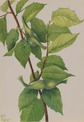 Gesnavelde hazelnoot (Corylus rostrata)
