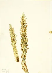 Berenmaïs (Conopholis americana)