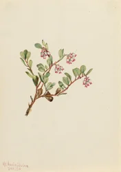 Berendruif (Arctostaphylos uva-ursi)