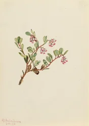 Bearberry Arctostaphylos uva-ursi, 1916