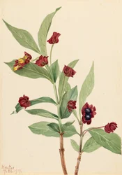 Berendruif Kamperfoelie Lonicera involucrata, 1917