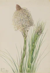 Berengras, Xerophyllum tenax, 1924.