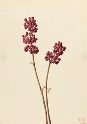 Schoonheidsbes Callicarpa americana, 1923