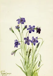 Klokjesbloem (Campanula)