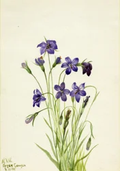 Klokbloem Campanula, 1935