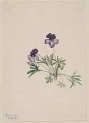 Viooltje (Viola pedata)