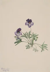 Viooltje Viola pedata, 1917