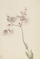 Blaasjeskervel (Silene latifolia)