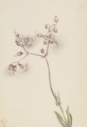 Blaassilene Silene latifolia, 1900