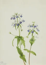 Blauwogige Mary Collinsia verna, 1927