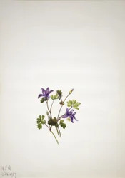 Blauwe akelei (Aquilegia saximontana)