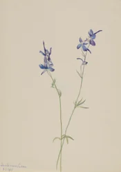 Blauwe ridderspoor (Delphinium nuttallianum)