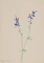 Blauwe Ridderspoor Delphinium nuttallianum