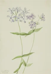 Blauwe Phlox (Phlox divaricata)