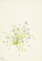 Blauwtjes (Houstonia serpyllifolia)