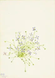 Bluets Houstonia serpyllifolia, 1934