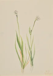 Moeras-Asphodel Tofieldia intermedia, 1920