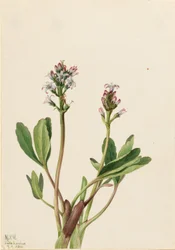 Moerasboon (Menyanthes trifoliata)