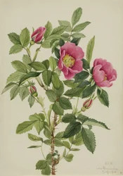 Rozenknop (Rosa bourgeauiana)