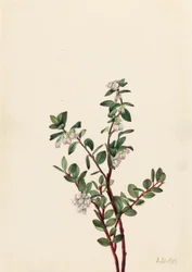 Dotterbloem (Gaylussacia brachycera)
