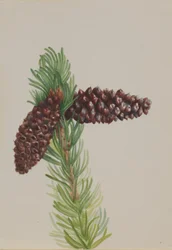 Borstelkegeldennen (Pinus aristata)