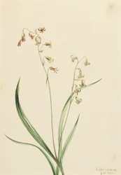 Bronzen Klokken Stenanthium occidentale, 1906