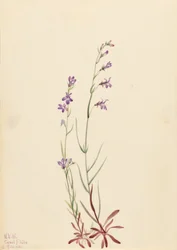 Brook Lobelia (Lobelia kalmii)