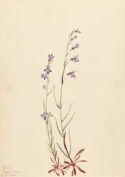 Brook Lobelia
