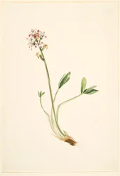 Duizendknoop (Menyanthes trifoliata)