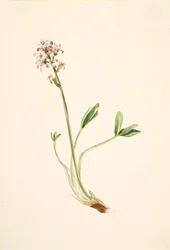 Waterdrieblad Menyanthes trifoliata, ca. 1900-1920