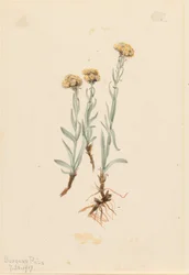 Vaalkleurige kattenpootjes (Antennaria luzuloides)