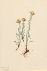 Vaalkleurig kattenpootje Antennaria luzuloides, 1917