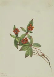 Bunchberry Cornus canadensis