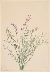Burgess milkvetch (Astragalus bourgovii)