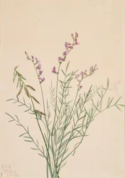 Burgess Melkveder Astragalus bourgovii, 1922