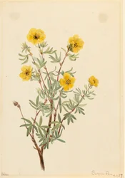 Struikganzerik Potentilla fruticosa, 1917
