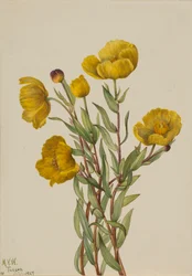 Struikpapaver Dendromecon rigidum, 1927