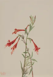 Californische fuschia (Zauschneria californica)