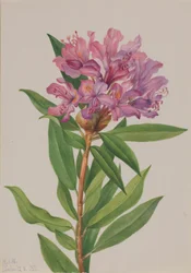 Californische roos (Rhododendron californicum)