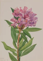 California Rose-Bay Rhododendron californicum, 1933