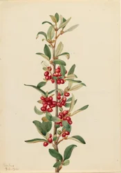 Canadese boterbloem (Lepargyrea canadensis)