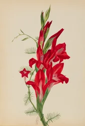 Cannas en cipresplant (Canna-soorten en Ipomoea quamoclit)