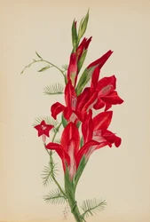 Cannas en cipreswijnstok Canna soorten en Ipomoea quamoclit