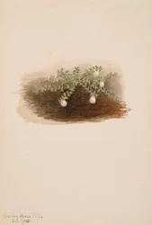 Chiogenes hispidula, 1904
